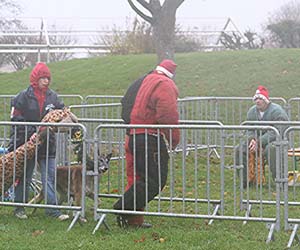 Canine Club Bouviers des Flandres and Co - COPYRIGHT DEPOSE