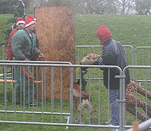 Canine Club Bouviers des Flandres and Co - COPYRIGHT DEPOSE