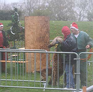 Canine Club Bouviers des Flandres and Co - COPYRIGHT DEPOSE