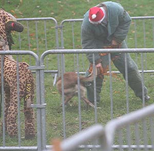 Canine Club Bouviers des Flandres and Co - COPYRIGHT DEPOSE