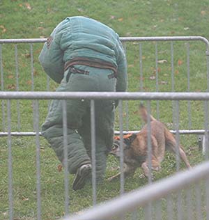 Canine Club Bouviers des Flandres and Co - COPYRIGHT DEPOSE