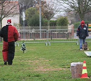 Canine Club Bouviers des Flandres and Co - COPYRIGHT DEPOSE