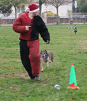 Canine Club Bouviers des Flandres and Co - COPYRIGHT DEPOSE