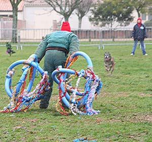 Canine Club Bouviers des Flandres and Co - COPYRIGHT DEPOSE