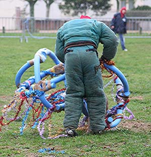 Canine Club Bouviers des Flandres and Co - COPYRIGHT DEPOSE