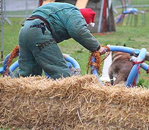 Canine Club Bouviers des Flandres and Co - COPYRIGHT DEPOSE