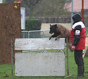 Canine Club Bouviers des Flandres and Co - COPYRIGHT DEPOSE