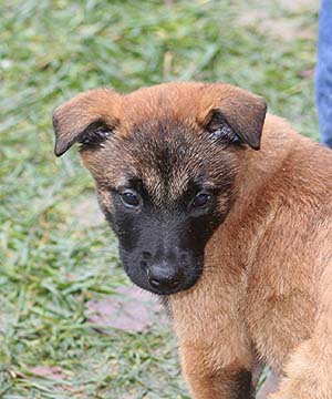 Canine Club Bouviers des Flandres and Co - COPYRIGHT DEPOSE