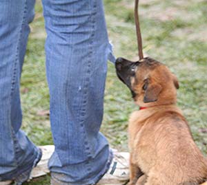 Canine Club Bouviers des Flandres and Co - COPYRIGHT DEPOSE