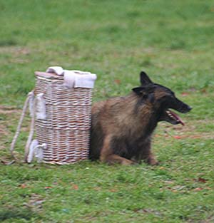 Canine Club Bouviers des Flandres and Co - COPYRIGHT DEPOSE