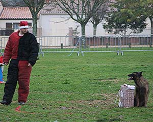 Canine Club Bouviers des Flandres and Co - COPYRIGHT DEPOSE