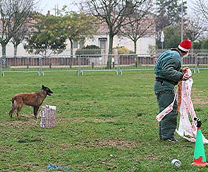 Canine Club Bouviers des Flandres and Co - COPYRIGHT DEPOSE