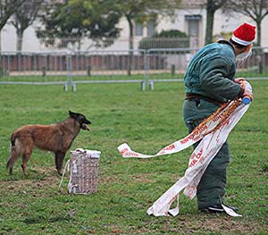 Canine Club Bouviers des Flandres and Co - COPYRIGHT DEPOSE