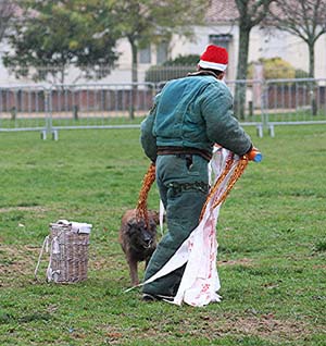 Canine Club Bouviers des Flandres and Co - COPYRIGHT DEPOSE