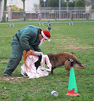 Canine Club Bouviers des Flandres and Co - COPYRIGHT DEPOSE