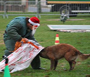 Canine Club Bouviers des Flandres and Co - COPYRIGHT DEPOSE