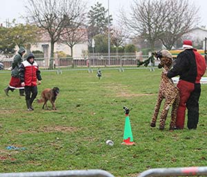 Canine Club Bouviers des Flandres and Co - COPYRIGHT DEPOSE