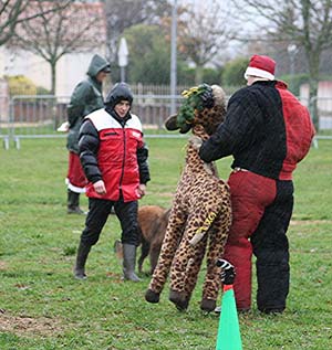 Canine Club Bouviers des Flandres and Co - COPYRIGHT DEPOSE