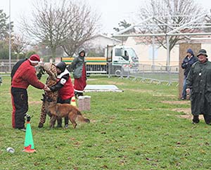 Canine Club Bouviers des Flandres and Co - COPYRIGHT DEPOSE