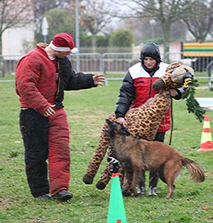 Canine Club Bouviers des Flandres and Co - COPYRIGHT DEPOSE