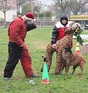 Canine Club Bouviers des Flandres and Co - COPYRIGHT DEPOSE