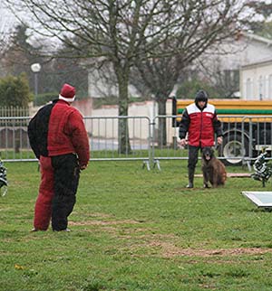 Canine Club Bouviers des Flandres and Co - COPYRIGHT DEPOSE