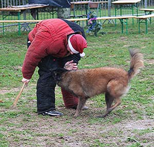 Canine Club Bouviers des Flandres and Co - COPYRIGHT DEPOSE