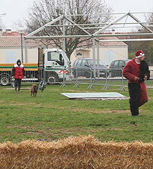 Canine Club Bouviers des Flandres and Co - COPYRIGHT DEPOSE