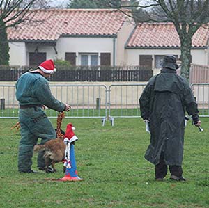 Canine Club Bouviers des Flandres and Co - COPYRIGHT DEPOSE