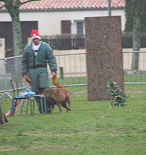 Canine Club Bouviers des Flandres and Co - COPYRIGHT DEPOSE