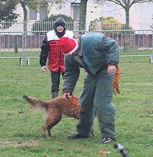 Canine Club Bouviers des Flandres and Co - COPYRIGHT DEPOSE