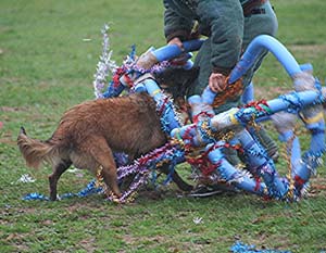 Canine Club Bouviers des Flandres and Co - COPYRIGHT DEPOSE