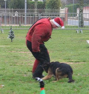 Canine Club Bouviers des Flandres and Co - COPYRIGHT DEPOSE