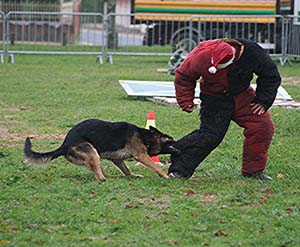 Canine Club Bouviers des Flandres and Co - COPYRIGHT DEPOSE