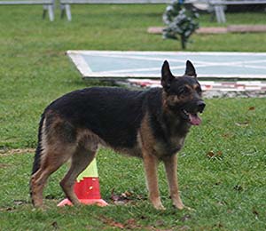 Canine Club Bouviers des Flandres and Co - COPYRIGHT DEPOSE