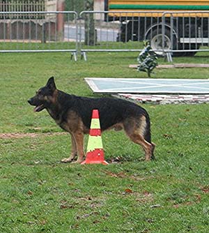 Canine Club Bouviers des Flandres and Co - COPYRIGHT DEPOSE