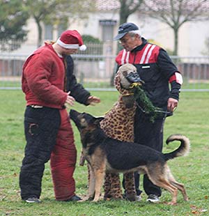 Canine Club Bouviers des Flandres and Co - COPYRIGHT DEPOSE