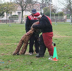 Canine Club Bouviers des Flandres and Co - COPYRIGHT DEPOSE