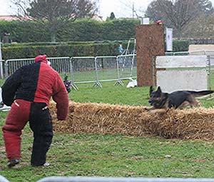 Canine Club Bouviers des Flandres and Co - COPYRIGHT DEPOSE