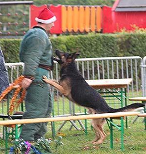 Canine Club Bouviers des Flandres and Co - COPYRIGHT DEPOSE