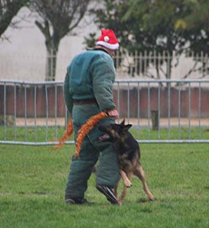 Canine Club Bouviers des Flandres and Co - COPYRIGHT DEPOSE