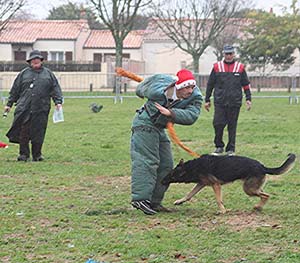 Canine Club Bouviers des Flandres and Co - COPYRIGHT DEPOSE