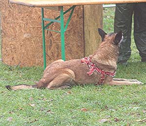 Canine Club Bouviers des Flandres and Co - COPYRIGHT DEPOSE