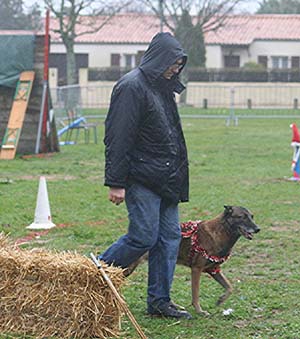 Canine Club Bouviers des Flandres and Co - COPYRIGHT DEPOSE