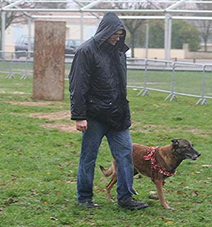 Canine Club Bouviers des Flandres and Co - COPYRIGHT DEPOSE