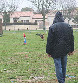 Canine Club Bouviers des Flandres and Co - COPYRIGHT DEPOSE