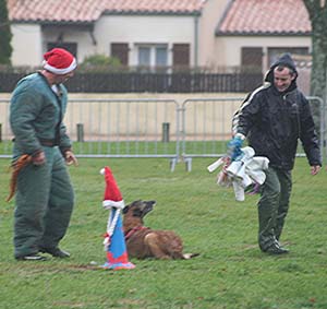 Canine Club Bouviers des Flandres and Co - COPYRIGHT DEPOSE