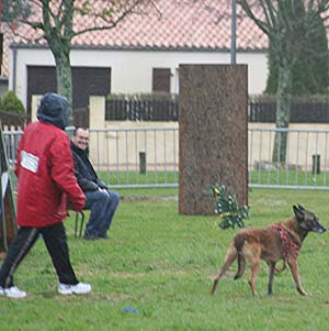 Canine Club Bouviers des Flandres and Co - COPYRIGHT DEPOSE