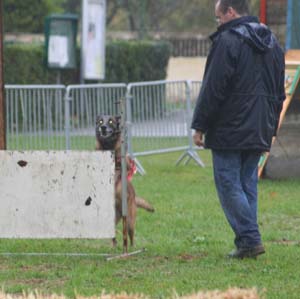 Canine Club Bouviers des Flandres and Co - COPYRIGHT DEPOSE