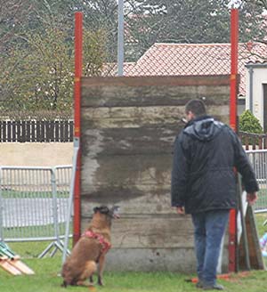 Canine Club Bouviers des Flandres and Co - COPYRIGHT DEPOSE